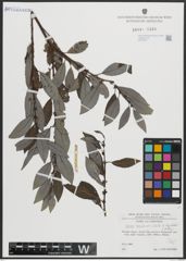 Foto von Salix appendiculata Vill. x Salix hegetschweileri Heer